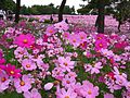 国営昭和記念公園の「花の丘のコスモスまつり」（2010年（平成22年）10月19日撮影）