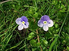 Slender Speedwell