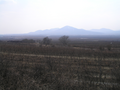 A misty vineyard at Tokay in Slovakia.