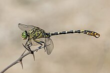 Onychogomphus forcipatus male in Bulgaria Small pincertail (Onychogomphus forcipatus) male Bulgaria.jpg