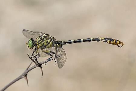 Onychogomphus forcipatus, by Charlesjsharp