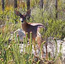 Southafrica-capegrysbok.jpg