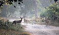 ১৪:৫৭, ৫ মে ২০১৩-এর সংস্করণের সংক্ষেপচিত্র