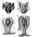 Pisipilt versioonist seisuga 27. veebruar 2010, kell 06:12