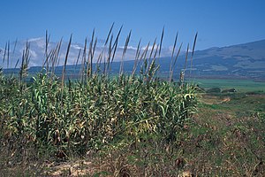 물대(Arundo donax)