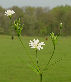 Stellaria holostea