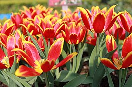 Tulipa suaveolens