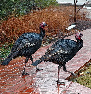 Turkeys on path