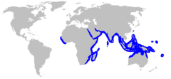 Range of the porcupine ray