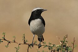 סלעית הודית זכר במופע לבן-כיפה (capistrata), רג'אסטן, הודו