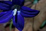 Royal bluebell