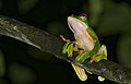 Rhacophorus nigropalmatus (Parc national du Gunung Mulu, Malaisie)