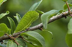 Gąsienica pazia żeglarza (Iphiclides podalirius) świetnie zlewa się z liśćmi rośliny żywicielskiej tj. śliwy tarniny (Prunus spinosa L.)