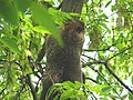 מרמיטה צפון אמריקאית המסוגלת לטפס על העץ לשם בריחה.