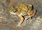 Miniatura per Bufo koynayensis