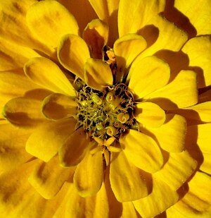 English: An unidentified yellow flower at the ...