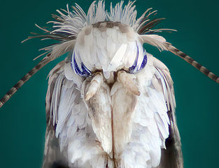 Closeup of a common clothes moth