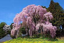 合戦場のしだれ桜（福島県二本松市）