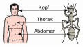 Vergläich tëcht Abdomen (Bauch), Thorax (Broschtkuerf) a Kapp beim Mënsch a beim Insekt.