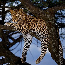 African leopard (Panthera pardus pardus)