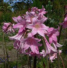 Амариллис (Amaryllis belladonna)