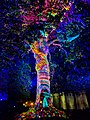 De Vrijheidsboom tijdens Rendez-vous à la Cathédrale 2018, "Un arbre en liberté..."