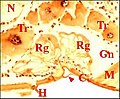 Fig.12 - Argyrodes sp., glande rétrognathocoxale . C, cuticule ; Gn, gnathocoxa; H, poil ; M, muscle ; N, ganglion nerveux; Rg, glande rétrognathocoxale (5) ; Tr, tissu réticulé. Flèches : languette (en auvent)