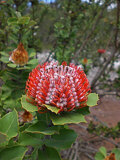 Description de l'image Banksia_coccinea_-_Little_Grove.jpg.