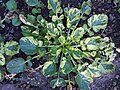 Rosette basale de Barbarea vulgaris 'Variegata’.