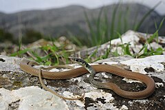 Description de l'image Benny Trapp Schlanknatter Platyceps najadum.JPG.