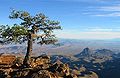 Pino messicano (Pinus cembroides) nei pressi di un dirupo a South Rim, sui monti Chisos