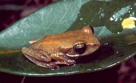 Boophis rhodoscelis