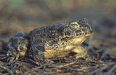 Description de l'image Bufo viridis (Marek Szczepanek).jpg.