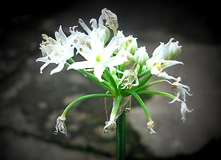 Nederst några utblommade blommor