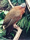 Oiseau Argus