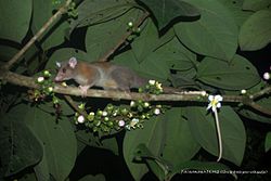 Rauða loðpokarotta (Caluromys lanatus)