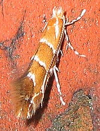 Cameraria ohridella 8413.jpg