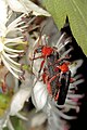 Cantharis pellucida auf Weißdorn (Crataegus), vermutlich Crataegus monogyna