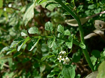 Leaves closer to base