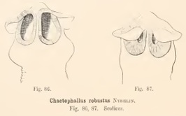 Chaetophallus robustus