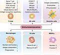 Cambiamenti nelle varie cellule immunitarie durante l'immunosenescenza.