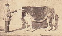 Photo en sépia d'un bœuf dont la longe est tenue par un homme