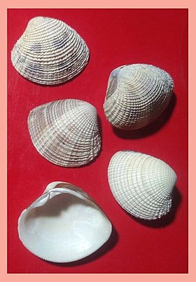 Conchas compreendendo três valvas isoladas (esquerda) e dois espécimes inteiros (direita) do molusco bivalve Chione cancellata (Linnaeus, 1767), coletadas na costa da região sudeste do Brasil; Praia da Lagoinha, município de Ubatuba, São Paulo, em 14 de agosto de 1993.