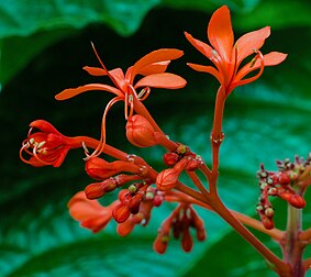 Fleurs de Clerodendrum speciosissimum, verbénacée originaire de Java. (définition réelle 3 196 × 2 843)