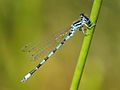 Coenagrion mercuriale mascle