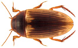 Copelatus sociennus