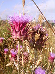 Photo of cardoon flowers taken in Portugal in 2006 by Lusitana.