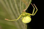 Miniatura para Misumenops rubrodecoratus