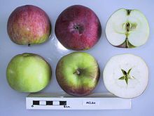 Поперечный разрез Мельбы, Национальная коллекция фруктов (согласно 1925-021) .jpg