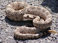 Мескитовые источники Crotalus cerastes CA-2.jpg